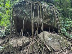 -莫里热带雨林景区