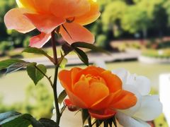 -熙盛源(苏苑街店)