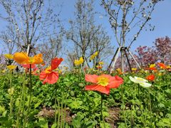 -曹杨影城(曹杨店)