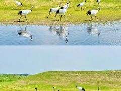 -黑龙江扎龙生态旅游区
