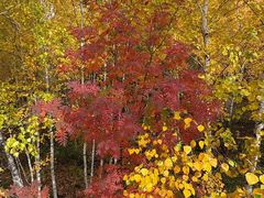 -莫尔道嘎国家森林公园