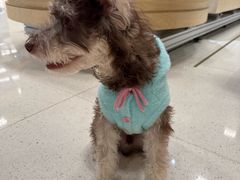 -帕帕拉兹宠物(亚洲旗舰店)