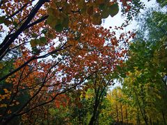 -大兴滨河森林公园