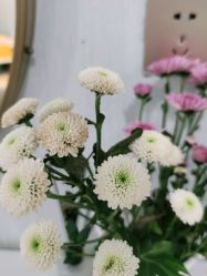 -YESIDO椰岛美容