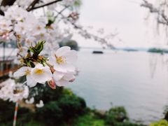 -素清香(解放路店)
