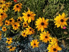 -长春公园(普阳街道)