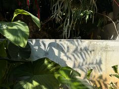 -自由生长植物工作室(深港花卉中心店)