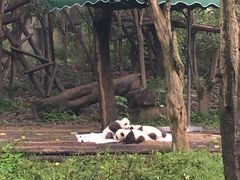景点-成都大熊猫繁育研究基地