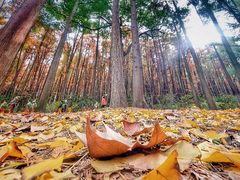 -上海共青森林公园