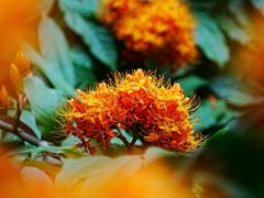 -中国科学院华南植物园