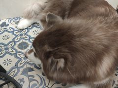 -Let's go狗咖·猫咖·奶狗·桌游(春熙路IFS店)