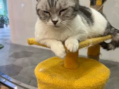 -BABIT巴比特宠物(MOMOPARK店)