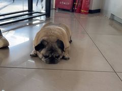 -艾贝尔宠物医院 ·中兽医·宠保定点(北门桥店)