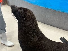 -芜湖新华联大白鲸海洋公园