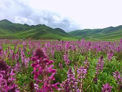 -青海湖国家重点风景名胜区