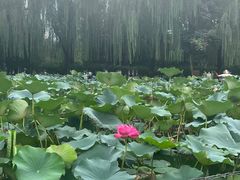 -团结湖公园