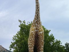 -西霞口神雕山野生动物世界