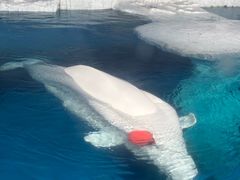 -海合安武汉极地海洋公园