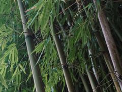 -翠湖公园