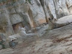 -灵玲国际马戏城