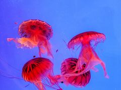 -上海海洋水族馆