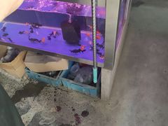 -南汇花鸟市场(上海浦东新花卉店)