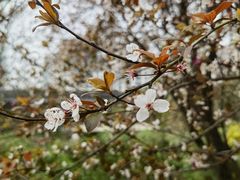 -重庆中央公园(渝北区)