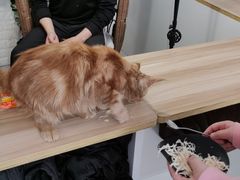 -平行世界·猫咖(首经贸店)