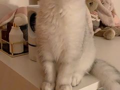 -猫大福·Fortune Cat猫舍(百子湾店)