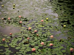 -东莞植物园