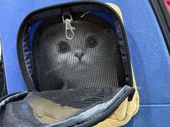 -四月宠物医院·猫专科·心脏专科·内科(转塘店)
