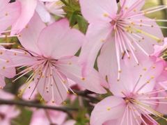 -长沙园林生态园