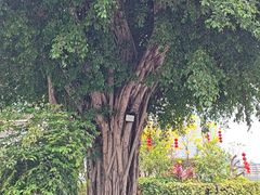 -广州白天鹅宾馆