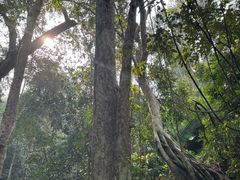 -西双版纳原始森林公园