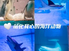-正佳极地海洋世界