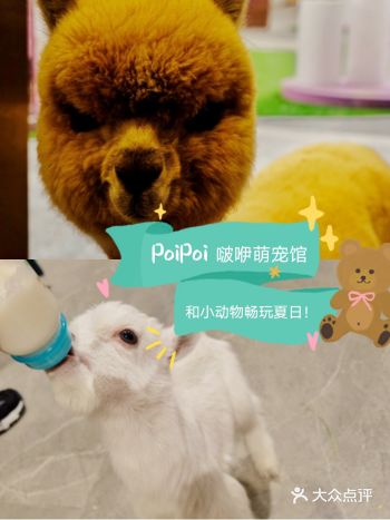 PoiPoi 啵咿萌宠馆萌翻夏日