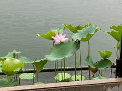 -莲花池公园