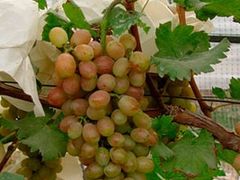 -马陆小张葡萄园农家乐