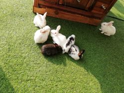 -萌宠亲子动物乐园(槐房万达店)