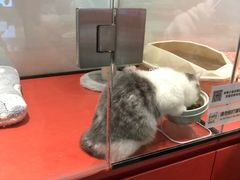 -babydoll猫舍·米努特·德文·缅因(久光中心店)