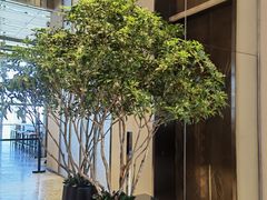 -上海柏悦酒店