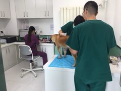 -欧奕国际动物医院