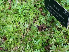 -深圳仙湖植物园