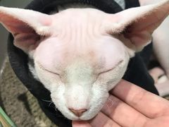 -藏猫猫咖啡主题馆(中央大道店)