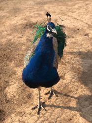 -萌宠亲子动物乐园(槐房万达店)