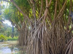 -中国科学院西双版纳热带植物园