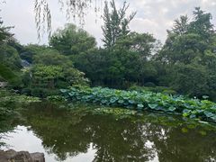 -秋霞圃