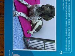 -美联众合动物医院·24h转诊中心