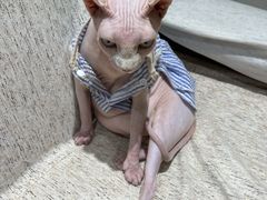 -藏猫猫咖啡主题馆(中央大道店)