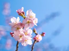 -顾村公园